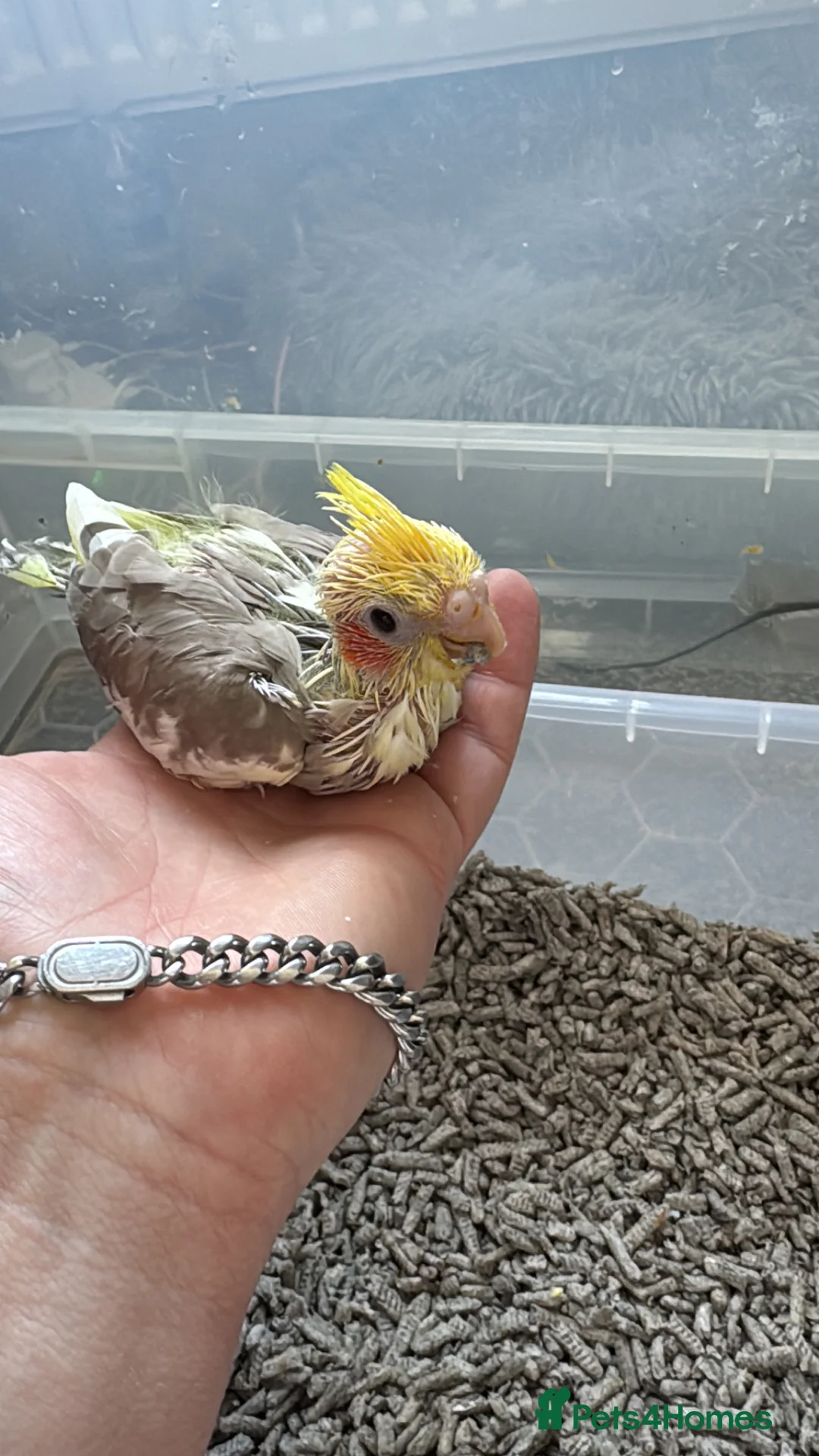 Cockatiels birds for sale: Hand reared baby cockatiels - Advert 2