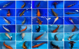 Koi Carp fish for sale: Koi carp - Image 1