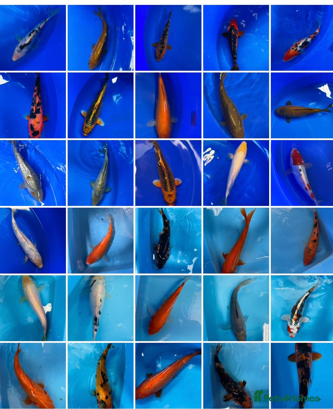 Koi Carp fish for sale: Koi carp - Image 1