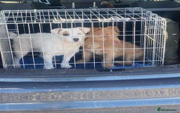 Jack Russell dogs for sale: Miniature Jack Russell puppies - Image 3