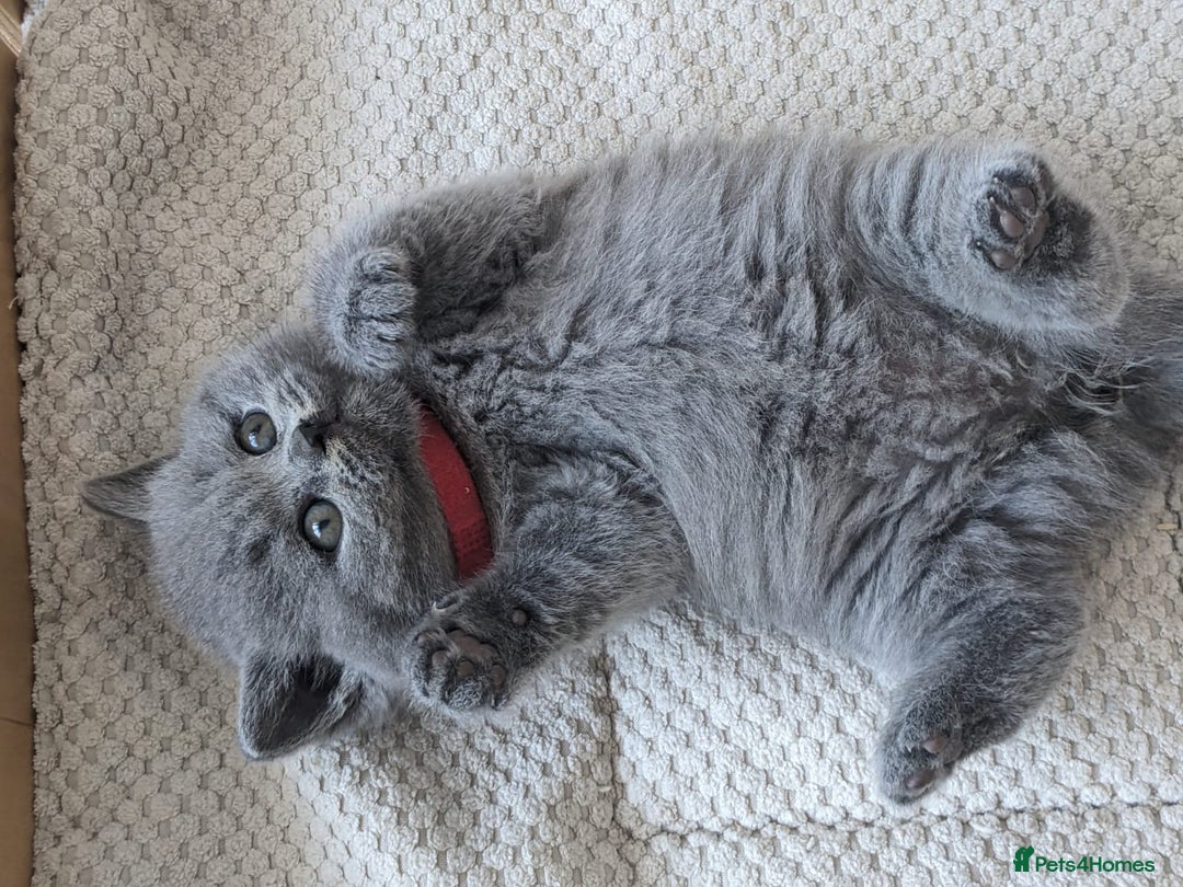 British Shorthair cats for sale: Amazing British shorthair blue kittens in Ware - Image 11