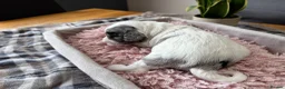 Sproodle dogs for sale: ✨ Premium Rare Sproodle Puppies – Champion Lines ✨ - Advert 35