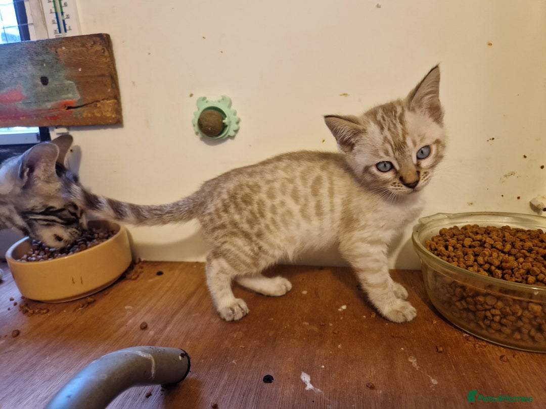 Mixed Breed cats for sale: Bengal, Siamese mix. 7/8ths Bengal 1 /8th Siamese  - Advert 6