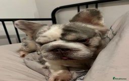 French Bulldog dogs for stud: Lilac Merle fluffy french bulldog for stud  in Portsmouth - Image 3