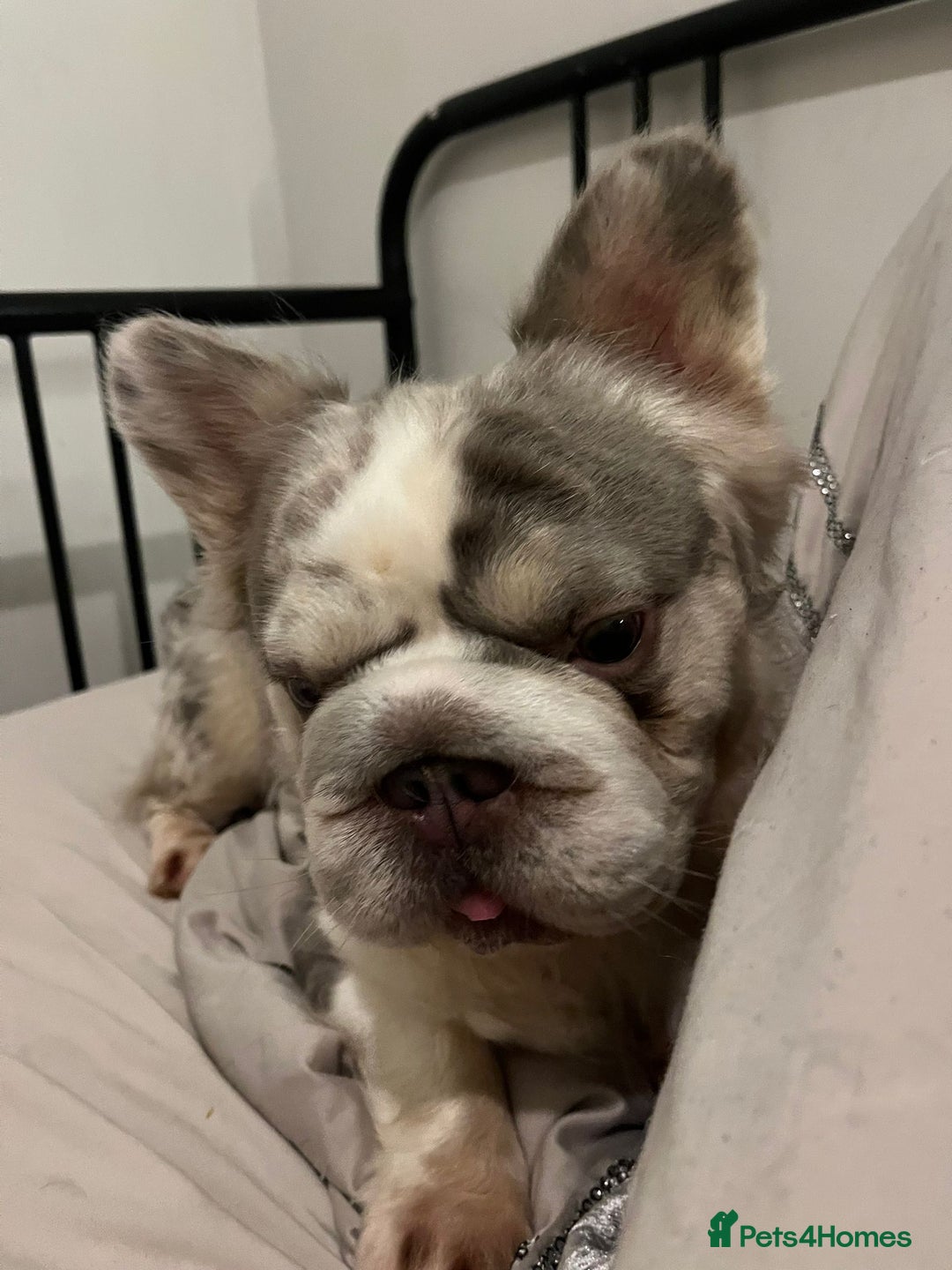 French Bulldog dogs for stud: Lilac Merle fluffy french bulldog for stud  in Portsmouth - Image 3