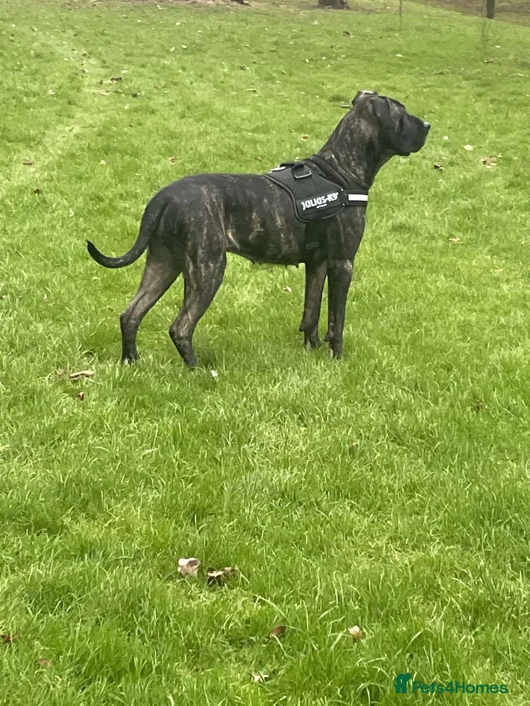 Gallery Image {{count}}