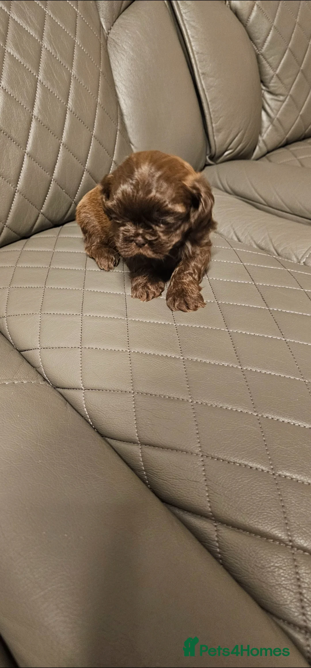 Shih Tzu dogs for sale: Puppy SHIT-ZU in Manchester - Advert 2