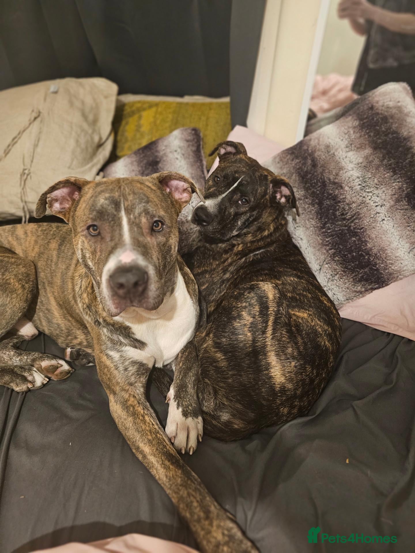 Mixed Breed dogs Leo Looking for his forever home. - Advert 17