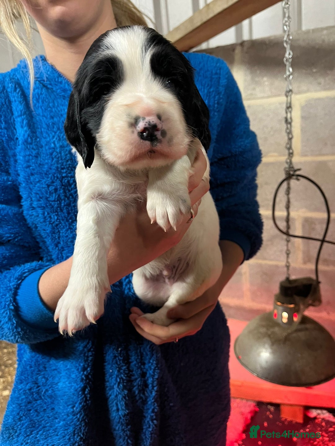 English Springer Spaniel dogs for sale: Kc registered springer spaniel puppies  - Advert 2