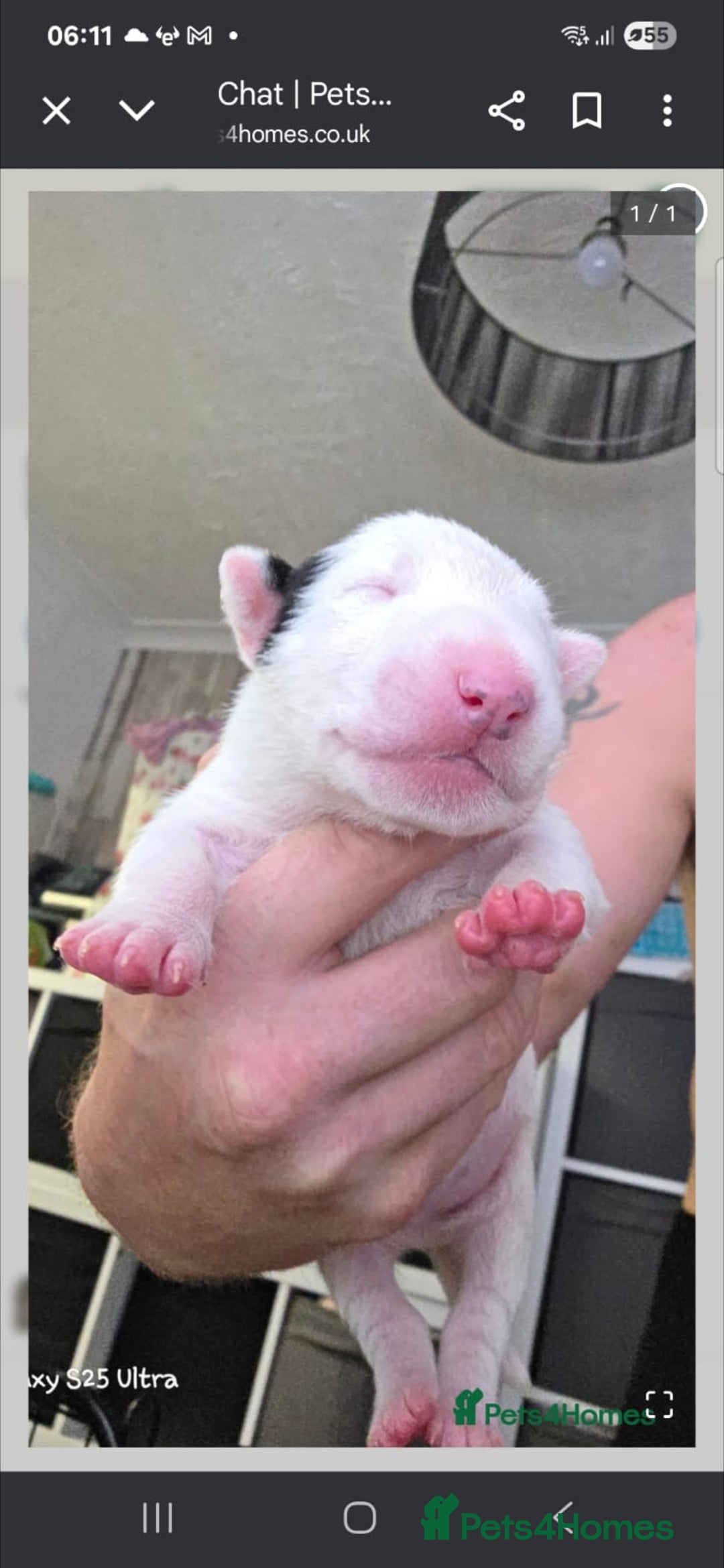 English Bull Terrier dogs for sale: 2 female english bull terrier puppies  - Advert 3
