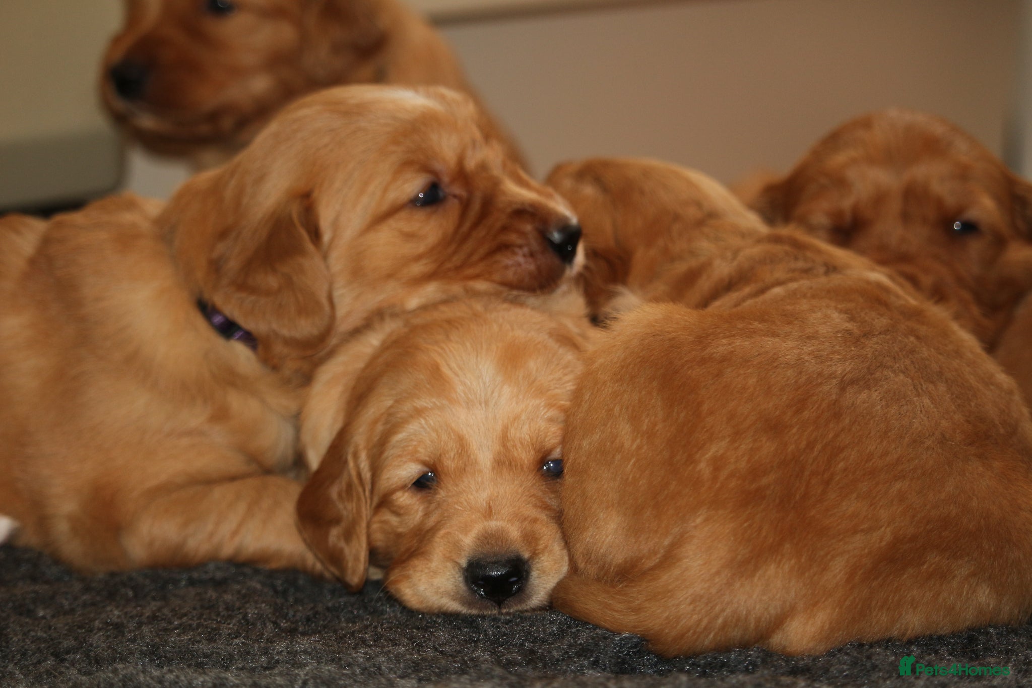 Golden Retriever dogs KC Registered Working Golden Retriever Puppies - Advert 9