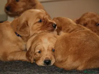 Golden Retriever dogs KC Registered Working Golden Retriever Puppies - Advert 2