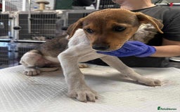 Mixed Breed dogs for adoption: 🥞Pancake🥞is looking for her forever home!  - Image 11
