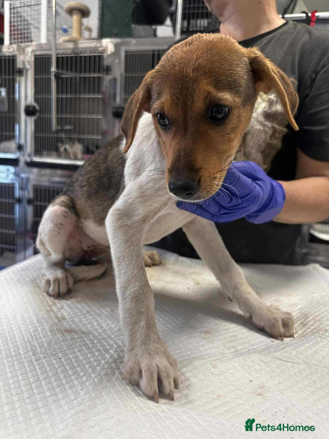 Mixed Breed dogs for adoption: 🥞Pancake🥞is looking for her forever home!  - Image 11