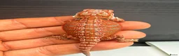 Bearded Dragon reptiles for sale: Stunning Baby Bearded Dragons – Monster x Spanish  - Advert 16