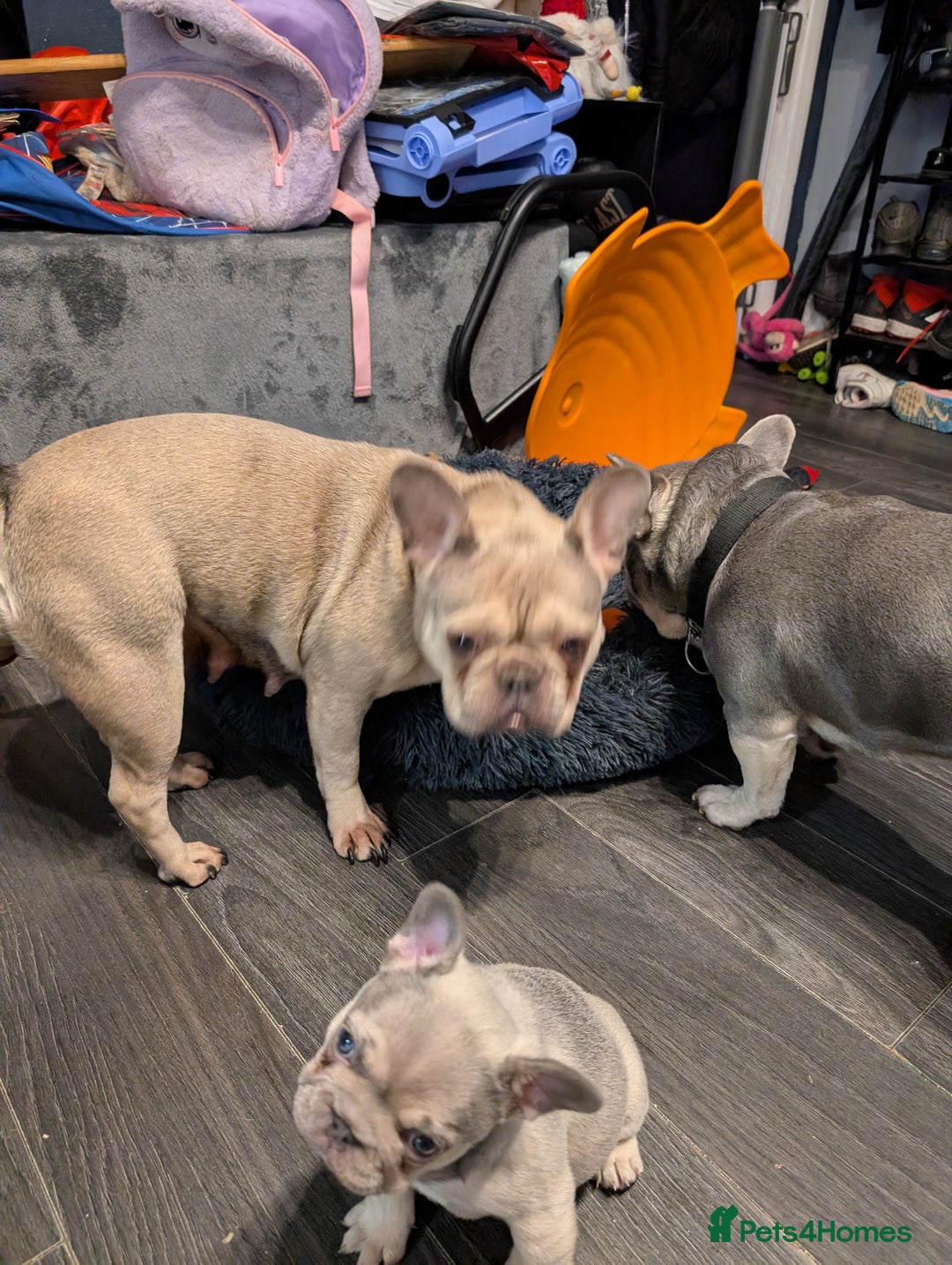 French Bulldog dogs for sale: Beautiful fawn male French Bulldog Puupy - Advert 7