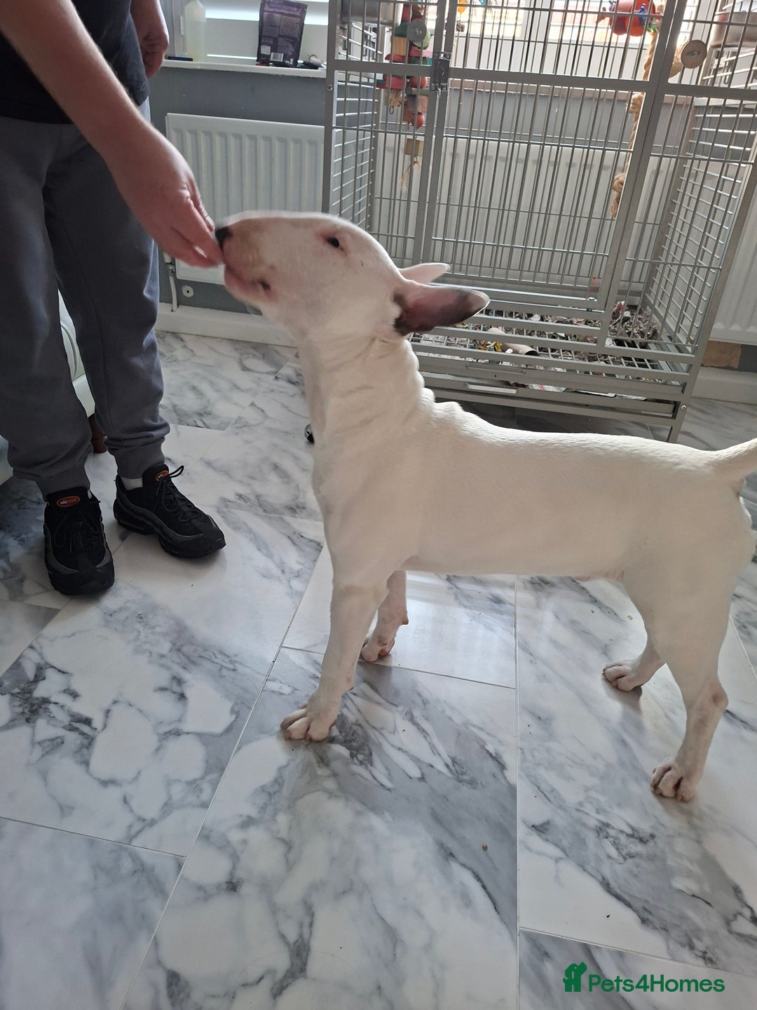 English Bull Terrier dogs for sale: 7 month old english bull terrier  - Advert 3