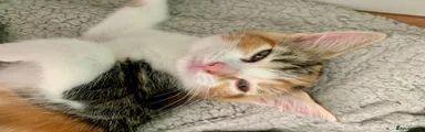 Mixed Breed Kitten 5