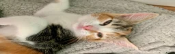 Mixed Breed cats for sale: Ragdoll mix mother - Advert 20
