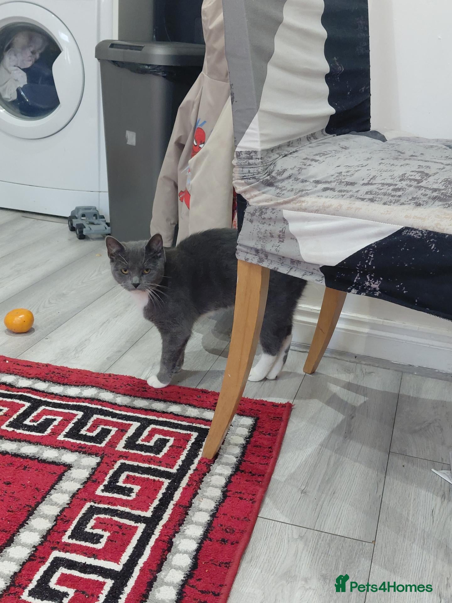 British Shorthair cats Cats for sale  - Advert 2