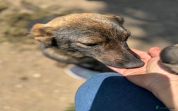 Mixed Breed dogs for adoption: LOTTIE - a Lovely girl for a Loving Home - Image 24