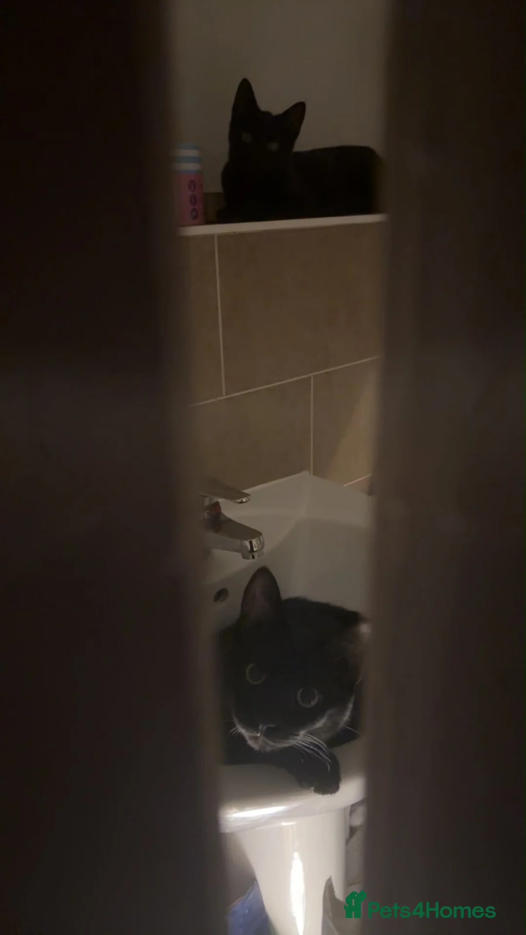 Bombay cats for sale: 2 male cats  in Dewsbury - Advert 2