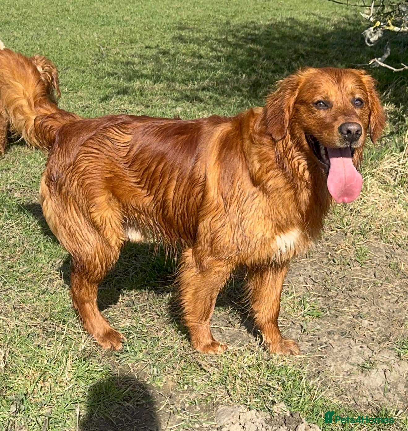 Golden Retriever dogs MALE. DNA CLEAR. PARENTS HIP ELBOW PERFECT  - Advert 1