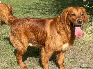 Golden Retriever dogs MALE. DNA CLEAR. PARENTS HIP ELBOW PERFECT - Advert 1