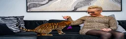 Bengal cats for sale: Stunning Bengal - Sophie. Forever family only. - Advert 11