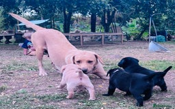 Labrador Retriever dogs for sale: Labrador puppies  - Image 3