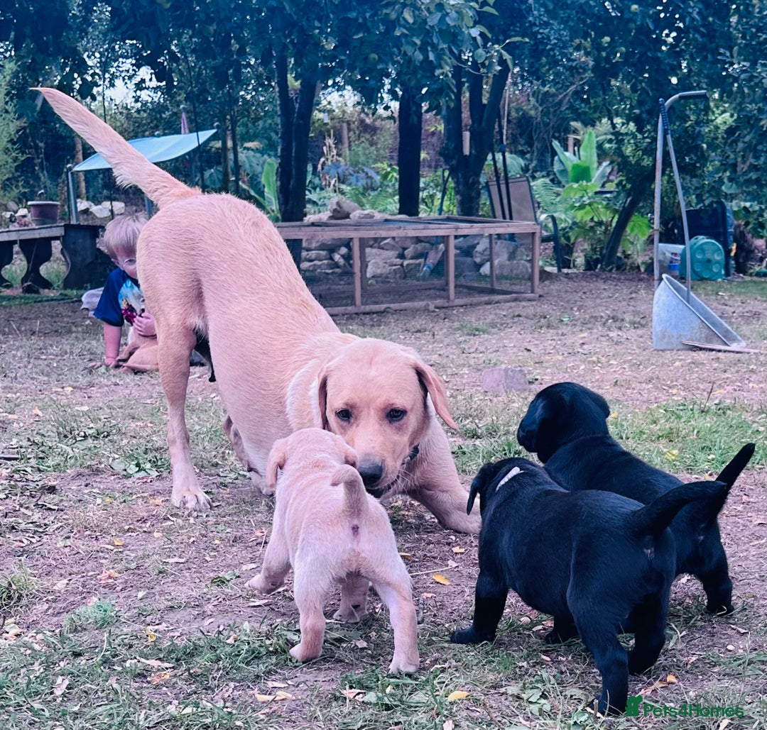 Labrador Retriever dogs for sale: Labrador puppies  - Image 3