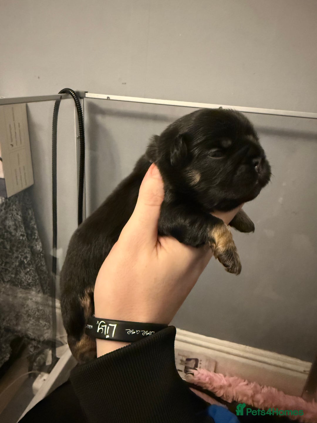 French Bulldog dogs for sale: Visual Fluffy French Bulldog Puppys - Advert 6