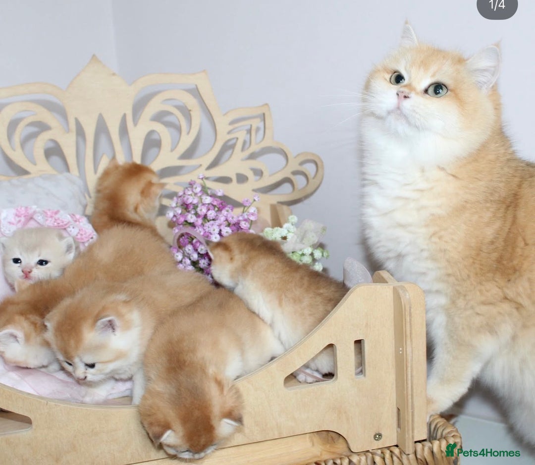 British Shorthair cats for sale: Champions lines Golden Chinchilla ny12 boys - Advert 3