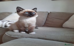 Mixed Breed cats for sale: Adorable kitten needing a loving home - Image 2