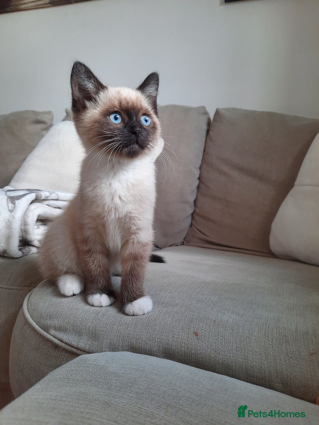 Mixed Breed cats for sale: Adorable kitten needing a loving home - Image 2