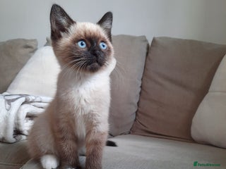 Mixed Breed cats - Advert 24