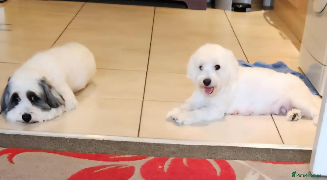 Mixed Breed dogs for sale: Maltichon - Image 6