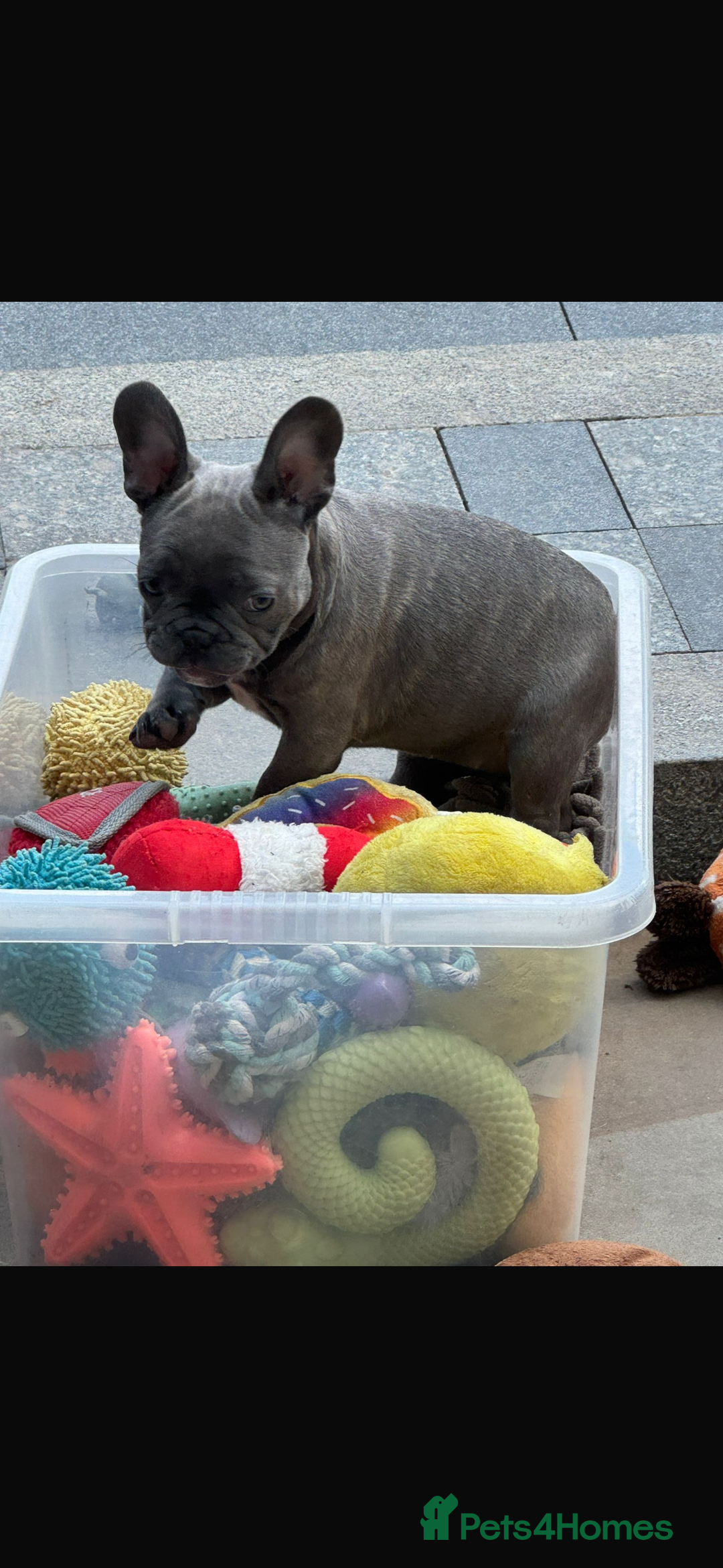 French Bulldog dogs for sale: Only 1 girl left  - Image 17