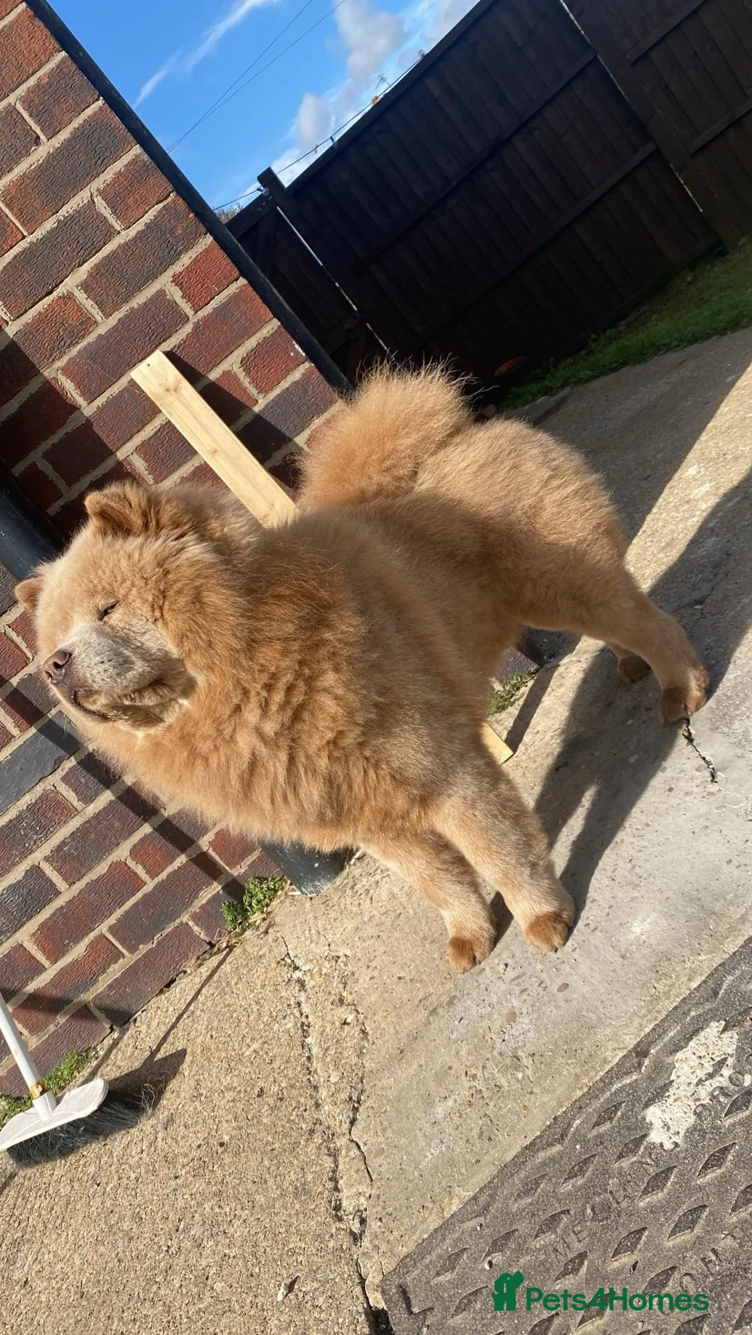 Chow Chow dogs for stud: Chow up for stud - Advert 1