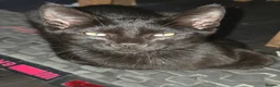 Mixed Breed cats for sale: Ronnie and Reggie - Advert 6