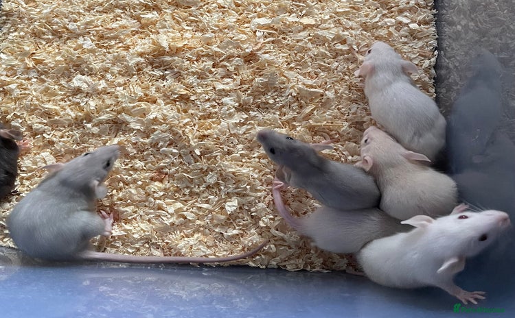 Rat rodents in Beccles - Advert 1
