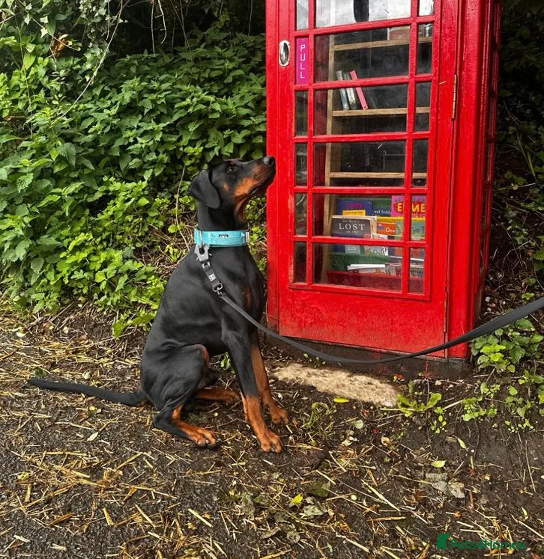 Dobermann dogs for stud: 💥 Proven Stud Available – Cerberus 💥 in Swansea - Advert 9