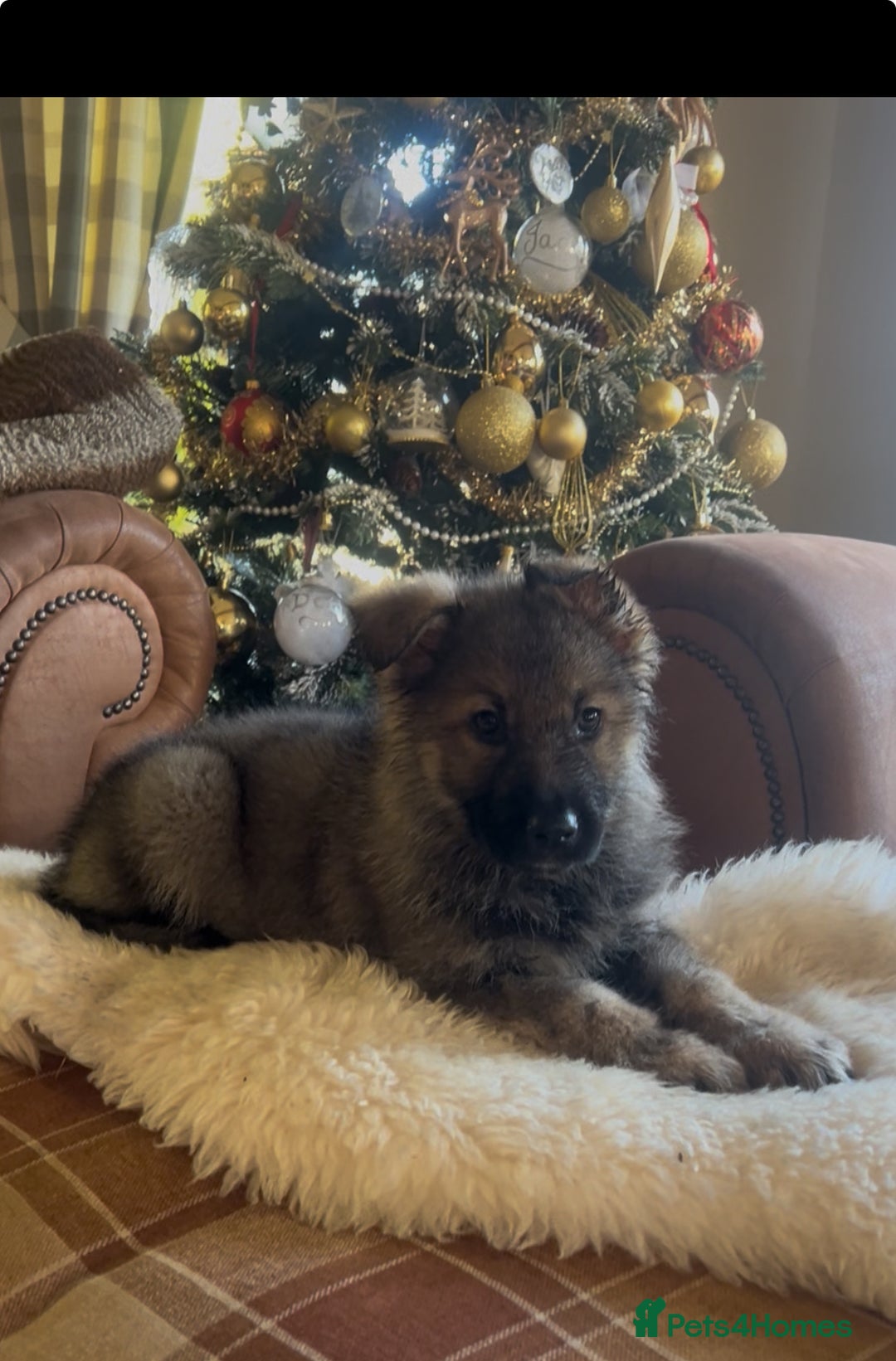 German Shepherd dogs for sale: German shepherd puppies  - Advert 10