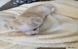 Chorkie dogs for sale: Beautiful chorkie boy.  - Image 4