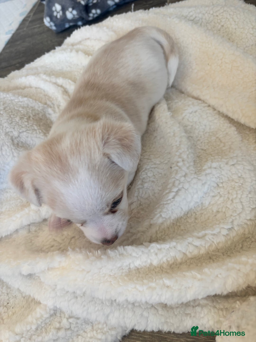 Chorkie dogs for sale: Beautiful chorkie boy.  - Image 4