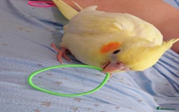Cockatiels birds for sale: Hand reared silly tame DNA sexed baby cockatiels  - Image 16