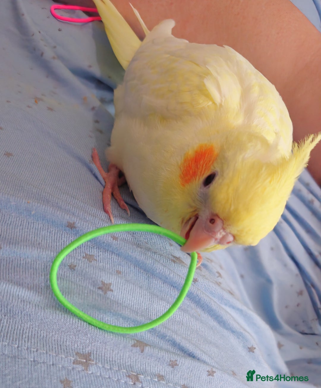 Cockatiels birds for sale: Hand reared silly tame DNA sexed baby cockatiels  - Image 16