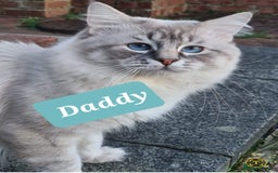 Ragdoll cats for sale: Cute Ragdoll kittens  - Advert 5