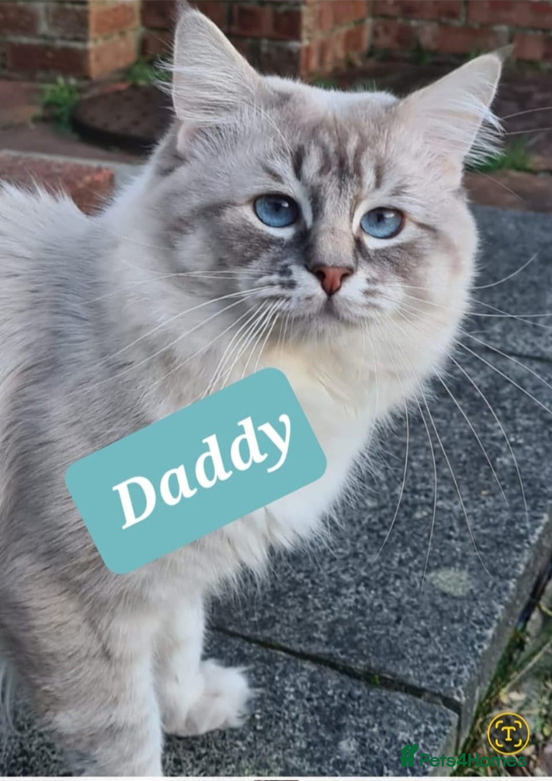 Ragdoll cats for sale: Cute Ragdoll kittens  - Advert 5