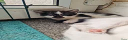 Mixed Breed cats for sale: Beautuful Kittens waiting for their furever homes - Advert 5
